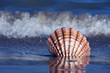 Meer und Sandstrand mit Muschel Meer und Sandstrand mit Muschel