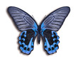 Schmetterling Blau