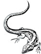Salamander Tattoo Vorlage