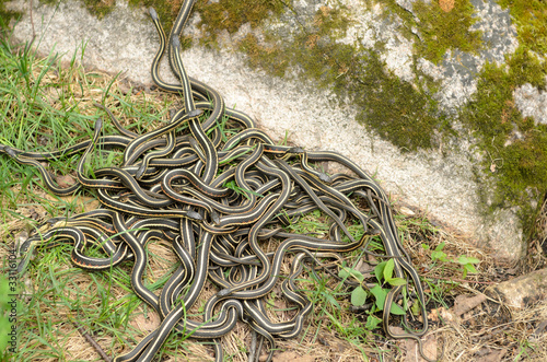 Photo: Snake Den Snake Den