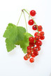 ribes,allergia,omeopatia