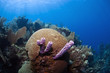 Coral Gardens, Honduras Coral Gardens, Honduras