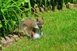 eastern gray squirrel (Sciurus Carolinensis)
