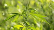 marijuana leaf