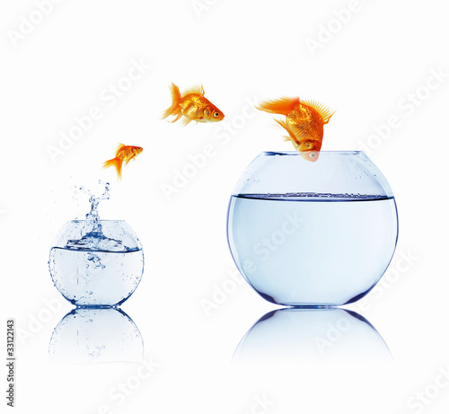 Illustration: gold fish in a fishbowl gold fish in a fishbowl