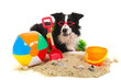Dog on vacation