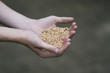 Wheat cereal Wheat cereal