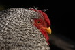 Huhn