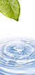 leaf with water drops