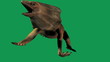 Frill Neck Lizard Green Screen Animation Frill Neck Lizard Green Screen Animation