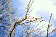 ����: cherry blossoms � wangtina #33128377