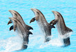 A group of bottlenose dolphins (Turisops Truncatus)
