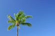 lone palm tree with blue sky lone palm tree with blue sky