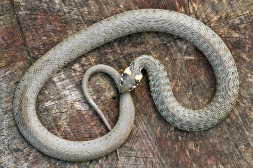 Foto: snake snake