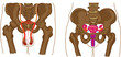 anatomia bacino uomo e donna anatomia bacino uomo e donna