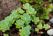 Alpinum (sempervivum)