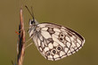 Schachbrettfalter