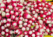 Fresh red and white radishes in a market Fresh red and white radishes in a market