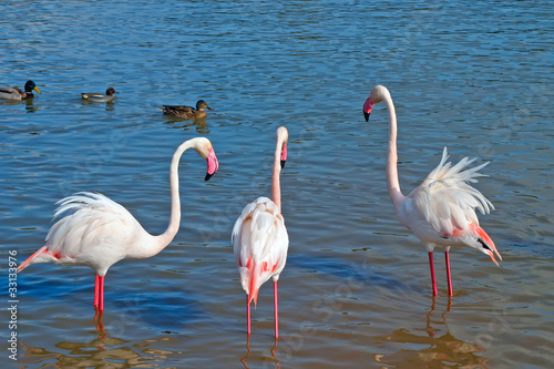 Photo: flamingo flamingo