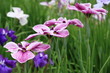 花菖蒲・三筋の糸 (堀切菖蒲園)