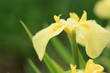 花菖蒲・愛知の輝 (堀切菖蒲園)