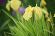 花菖蒲・愛知の輝 (堀切菖蒲園)