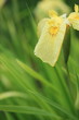 花菖蒲・愛知の輝 (堀切菖蒲園)