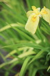 花菖蒲・愛知の輝 (堀切菖蒲園)