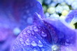 紫陽花 (堀切菖蒲園沿道)