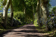 canvas print picture trees