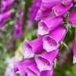 Digitalis purpurea - Roter Fingerhut