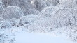 Trees under snow . Dolly shot