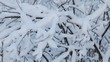 Trees under snow . Dolly shot