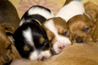 Foto: Welpen Welpen