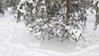 Tree under snow . Dolly shot