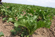 beet