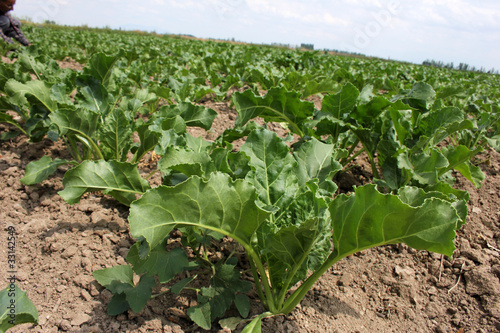 Photo: beet beet