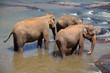 Elephants' trio