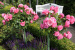 Leonardo_6083