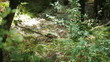 Forest spring in Trodos mountains, Cyprus