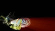 Video: flying butterfly with isolate alfa channel flying butterfly with isolate alfa channel