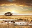 Safari