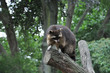 Waschbär
