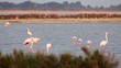 Flamand rose camargue