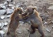 Brown bear