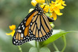Schmetterling