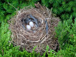 Vogelnest