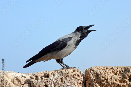 Photo: Crow Crow