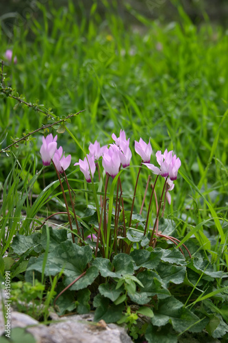 Photo: Cyclamen Flower Cyclamen Flower