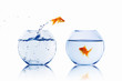 gold fish in a fishbowl